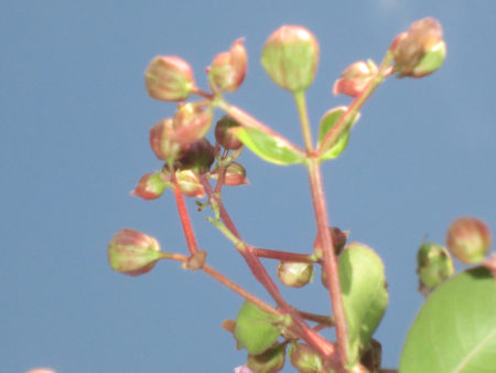 百日紅（サルスベリ）の花