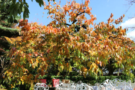 そして、2か月近くたった11月15日に訪れると、葉は美しく赤に色づき、実もきれいな橙色に変わっていました。