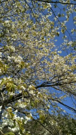 ヤマザクラやソメイヨシノなど、咲く時期の異なる様々な桜