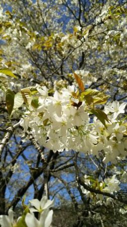ヤマザクラやソメイヨシノなど、咲く時期の異なる様々な桜