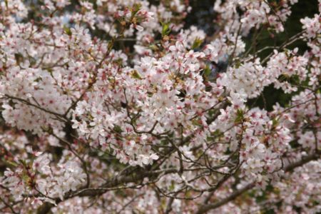 桜の下にはぶらんこ、のぼり棒。遊びながらお花見してたのかな。