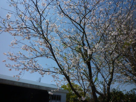 花と若葉と。桜も次へと歩を進めていました。