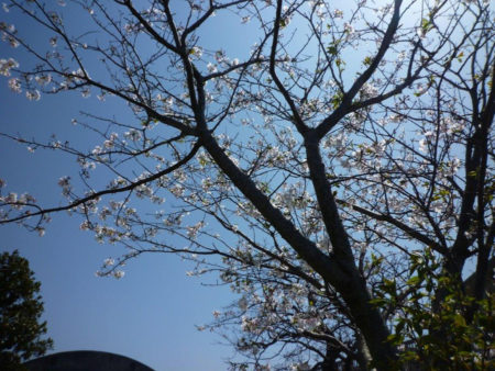 桜は、新しくやってくる子供たちを待っています。