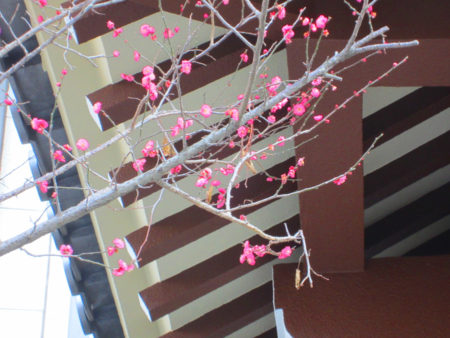 門前に凛と咲く梅の花
