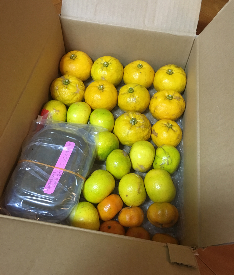 喜界島から届いた柑橘類です。