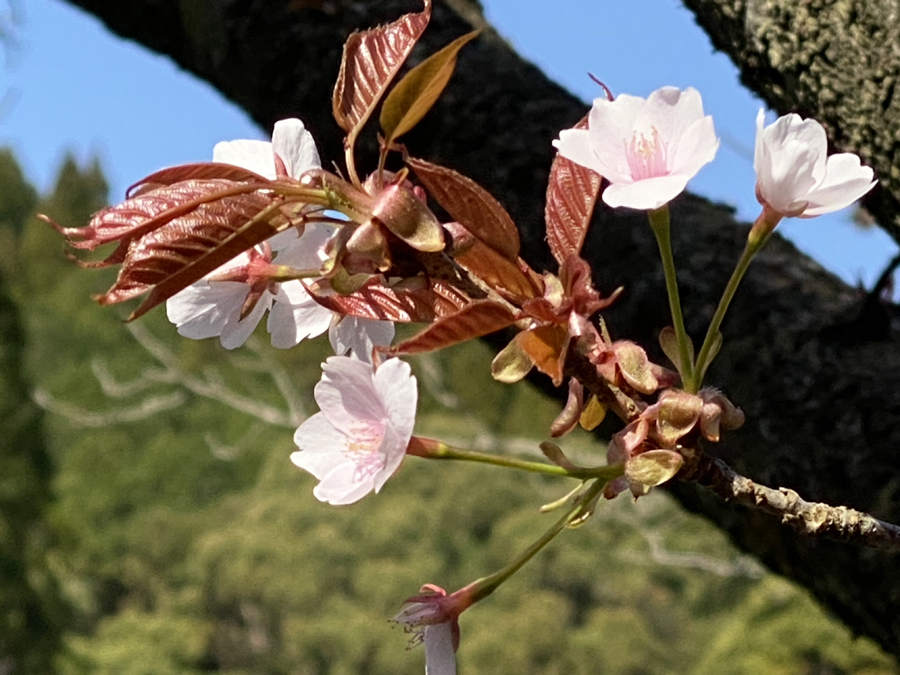 観音ヶ池公園には、まだ咲いているヤマザクラがありました。
