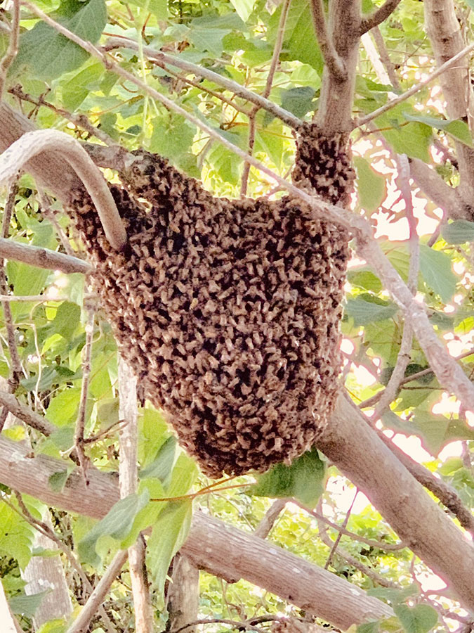 分蜂の途中で木にとまっているニホンミツバチ（木脇貞義さん撮影）