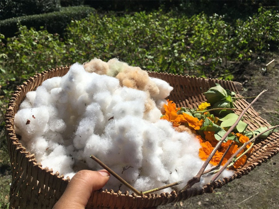 収穫後の綿