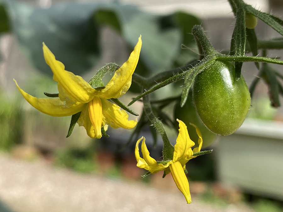 畑には、季節外れのミニトマトが一株、黄色い花と青い実をつけています。