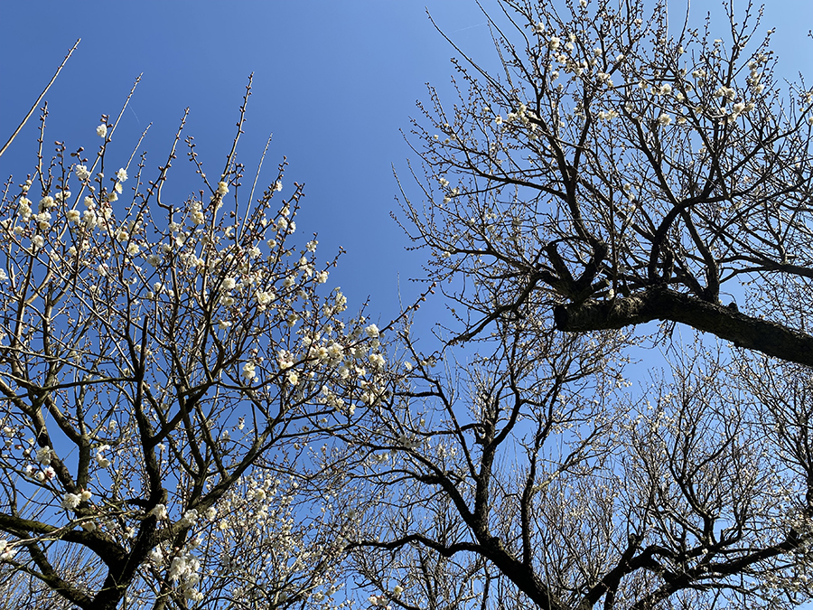 民家の近くにある小さな梅林で、白い花がちらほら咲いていました。紅梅の藤川天神の臥竜梅とは花の色こそ違いますが、風情はよく似ています。