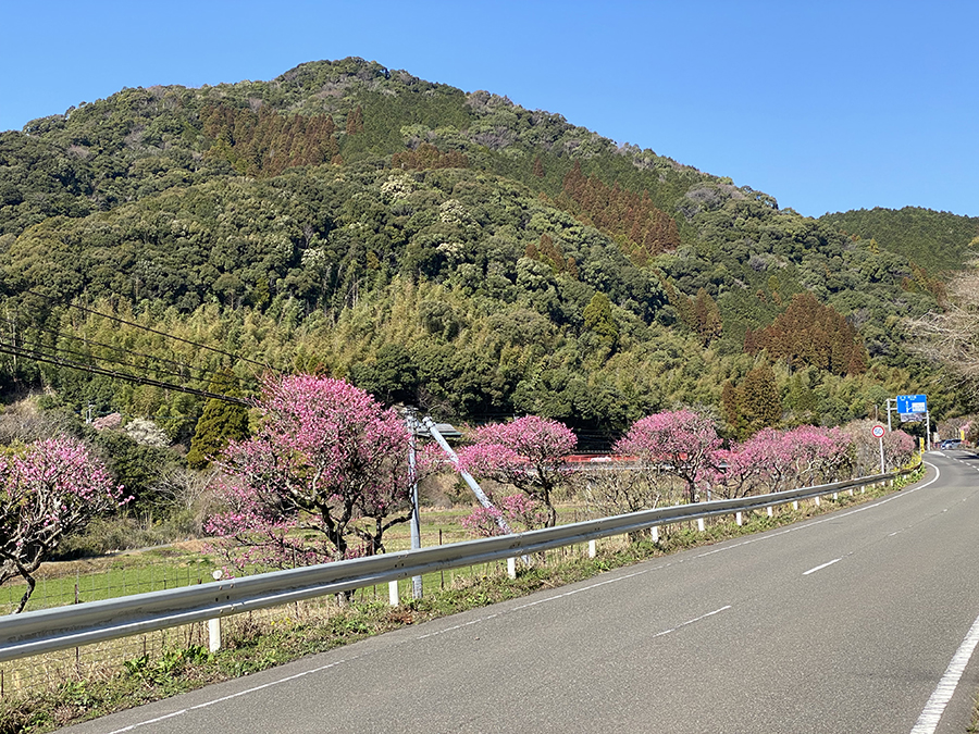 藤川天神へと向かう県道沿いには梅の木が植えられていて、紅梅が鮮やかに咲いていました。
